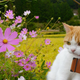 Image for article titled Cats Are the Cutest Guides to Japan